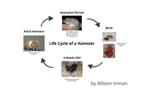 The Life Cycle of Hamsters - My Animals