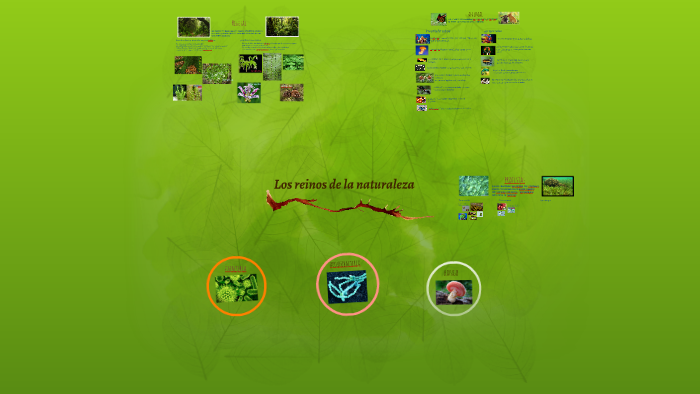 Los reinos de la naturaleza by Marcela Rozo on Prezi