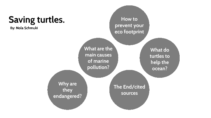 What are the most endangered sea turle species by Nola Schmuki on Prezi