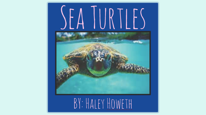 Sea Turtles by on Prezi