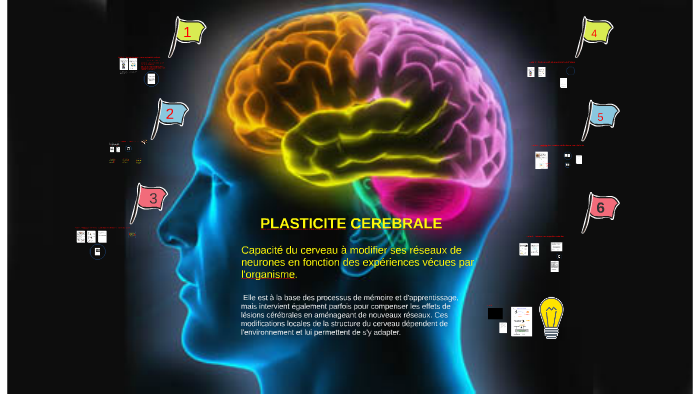 Correction Plasticite Cerebrale 15 By Catherine Martin