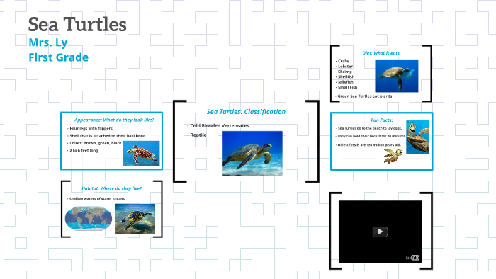 Sea Turtles by Terri Lawrence on Prezi