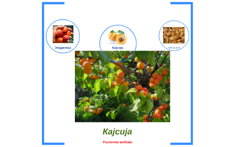 Кајсија by on Prezi