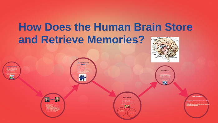 how the human brain stores and retrieves memories