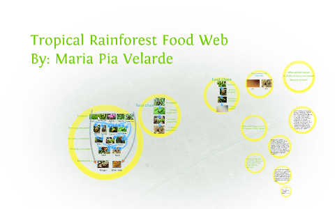 Tropical Rainforest Food Web By