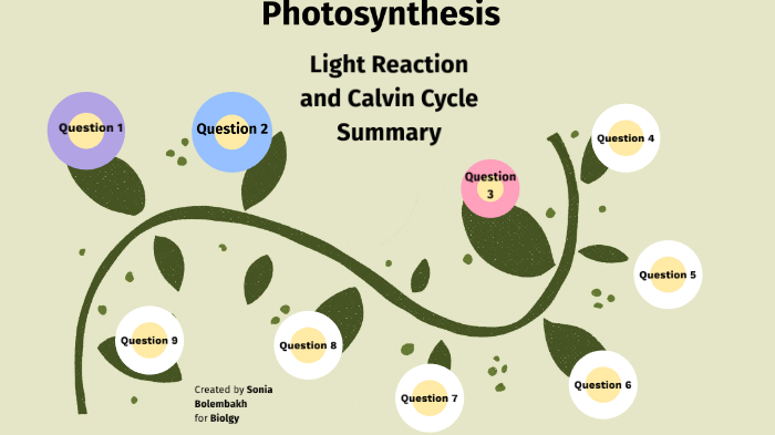 Photosynthesis: Light Reaction and Calvin Cycle summary by Sonia Bolembakh