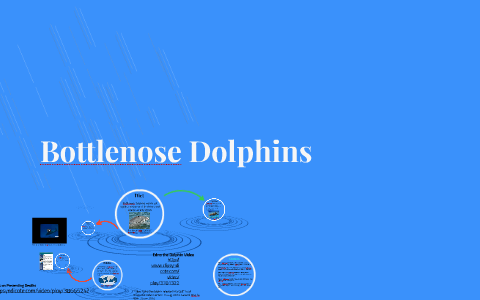 Bottlenose Dolphins by Courtney McEneaneu\y on Prezi