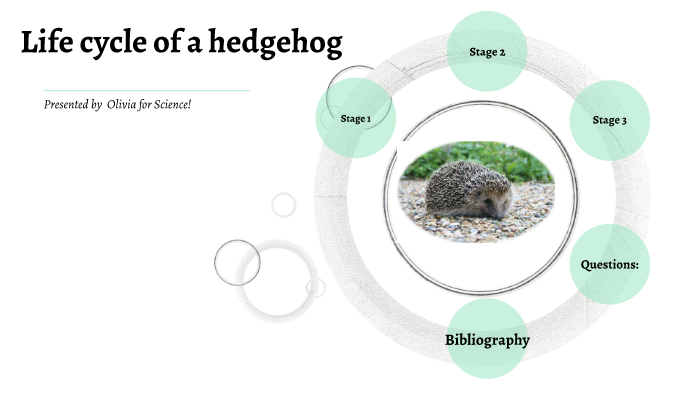 hedgehog life cycle by Olivia Tod on Prezi