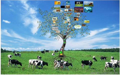 CATTLE - A Little Big History by Nicola Harris on Prezi