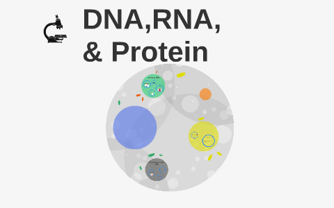 DNA by walter henriquez on Prezi