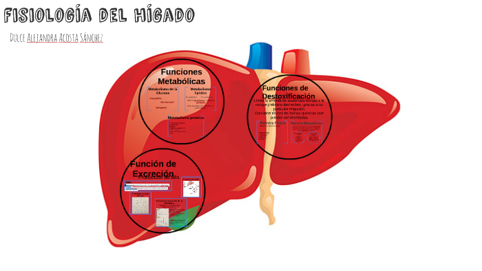 Anatomía y fisiolgía del hígado by Dulce Alejandra Acosta Sánchez