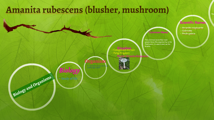 Biology and Organisms by Jasmine Bly on Prezi