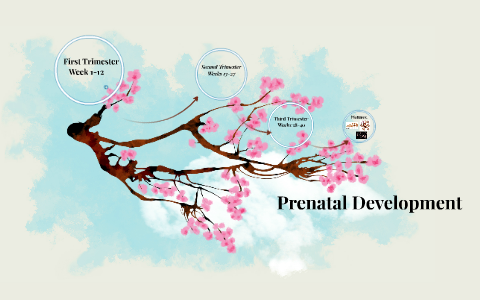 Prenatal Development by Thamar Mendoza on Prezi