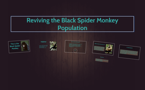 Reviving the Black Spider Monkey Population by Jennifer Bacci on Prezi