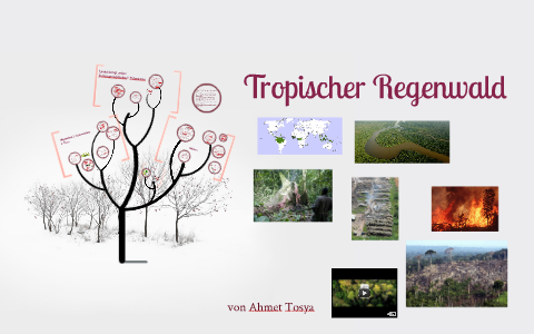 Tropischer Regenwald by Ahmet Tosya on Prezi