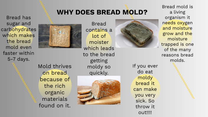 Chemical reactions of why bread molds by Keyana Weaver
