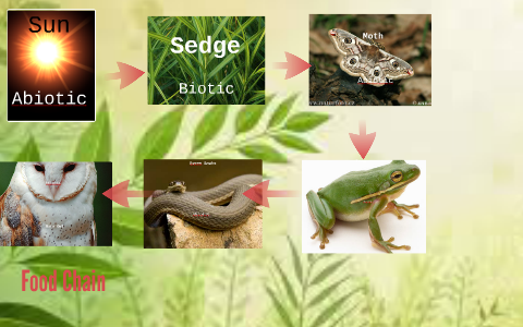 Grade 7: Food chain by Adrita X on Prezi