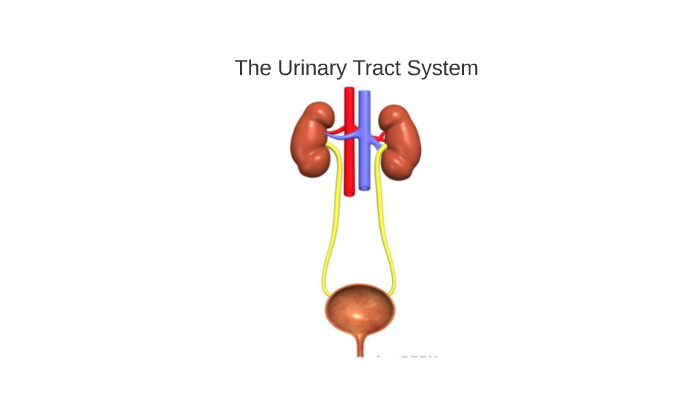 Interactive Urinary System The Interactive Urinary Tract System by Elijah Onofia on Prezi
