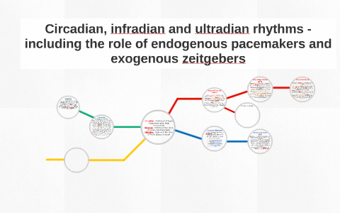 Circadian, infradian and ultradian rhythms - including the r by Elani ...