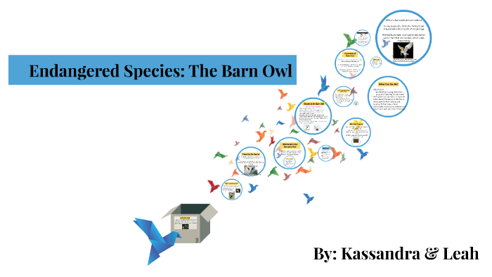 Endangered Species The Barn Owl By Leah Bermudez On Prezi