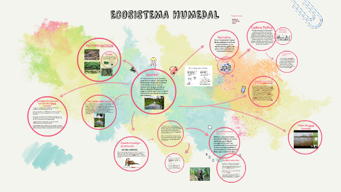 ECOSISTEMA HUMEDAL By Meiliing Ye On Prezi