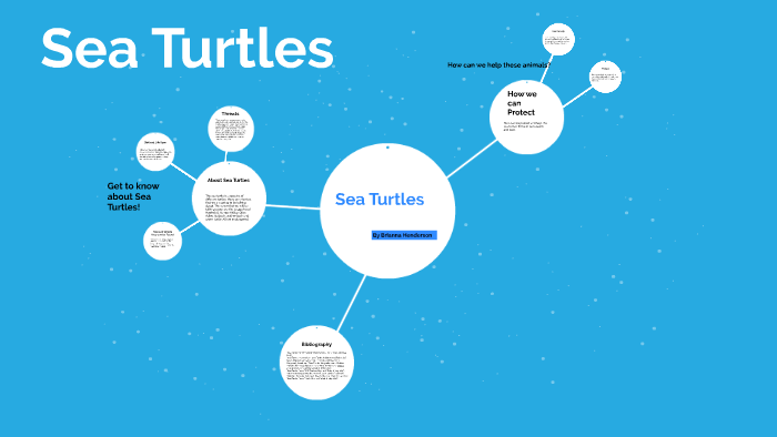 Sea Turtles by Bree Henderson on Prezi