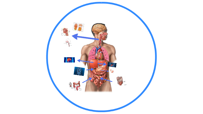 sistema digestivo by Higiene Bucodental