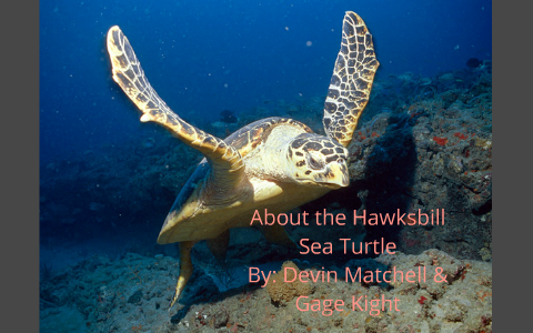 About Hawksbill sea turtle by Devin Matchell on Prezi