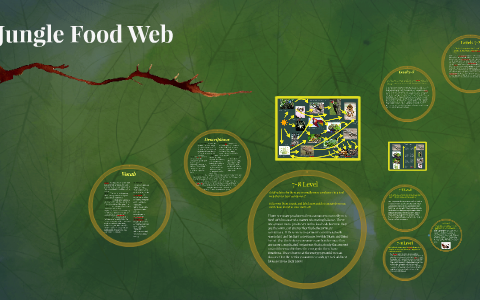 Jungle Food Web by Jimmy Kim