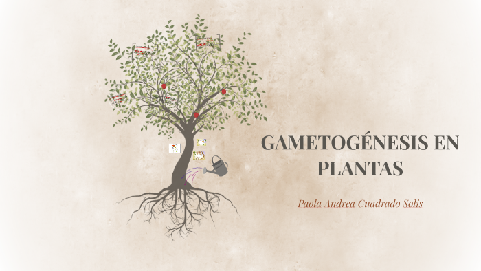 GAMETOGÉNESIS EN PLANTAS by paola cuadrado solis on Prezi