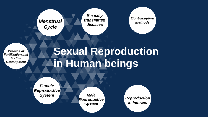 Sexual Reproduction In Human Beings By Rebecca Samuel On Prezi 0449