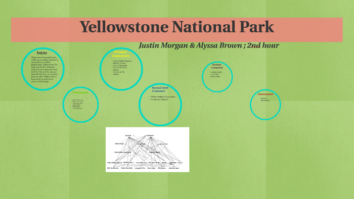 yellowstone food web assignment