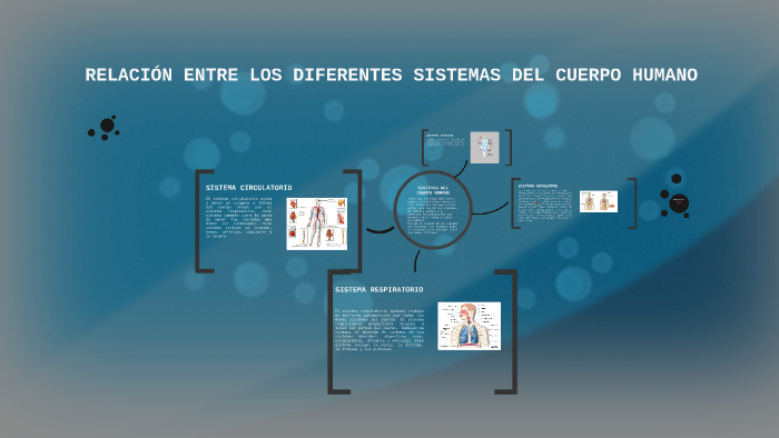 Relacion entre los sistemas del cuerpo humano