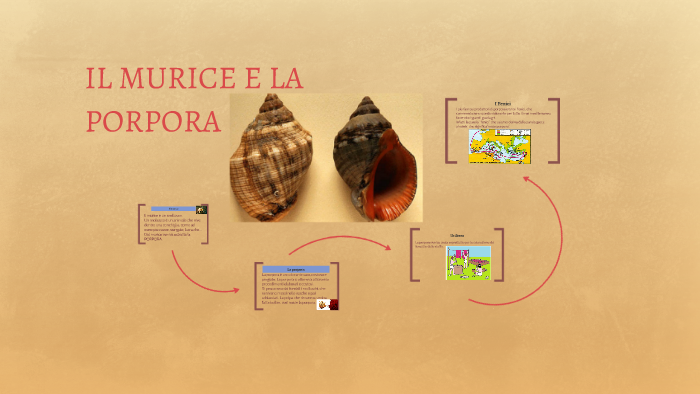 Il Murice E La Porpora By Alessandro Droghini On Prezi Next