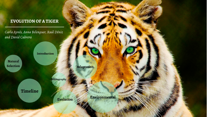 How Tigers Evolved and Distributed across the World