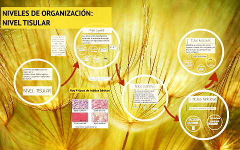 NIVELES DE ORGANIZACION: NIVEL TISULAR By Ana Paula Dominguez On Prezi