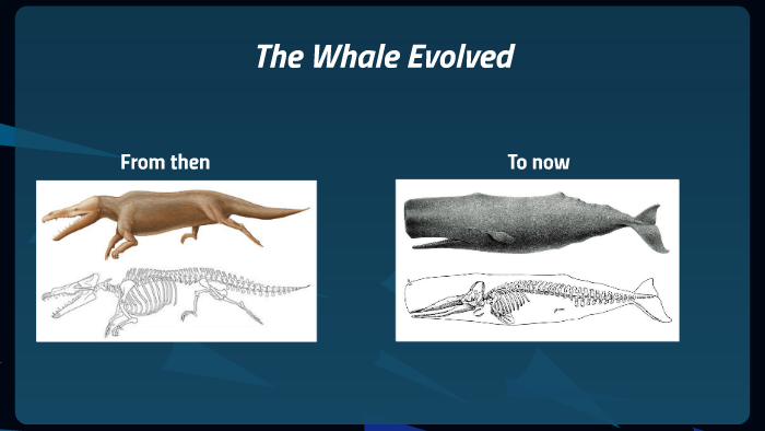 The Evolution of the Whale by Leah Jonson