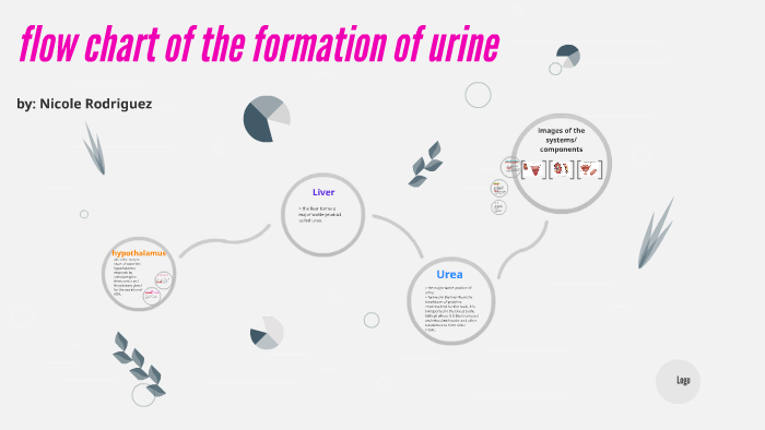 flow chart of the formation of urine by Nicole Rodriguez on Prezi