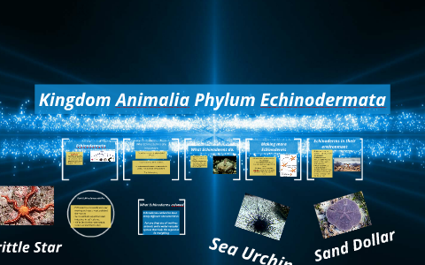Kingdom Animalia Phylum Echinodermata by Billy Ebersold on Prezi