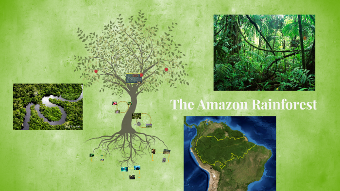The Amazon Rainforest by ender wolf on Prezi