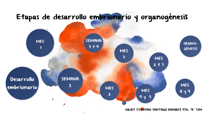 Desarrollo Embrionario Y Organogenesis By STHEF SANTIAGO On Prezi