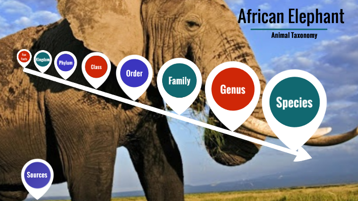 Animal Taxonomy - Elephant by Tammy Wickham on Prezi