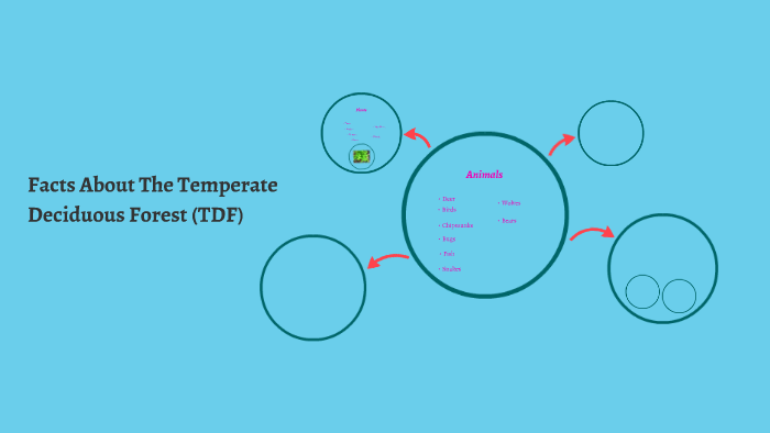 Facts About The Temperate Deciduous Forest (TDF) by on Prezi