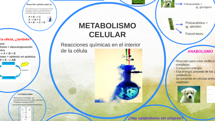 Metabolismo Celular 4º By Asun Godino On Prezi 3615