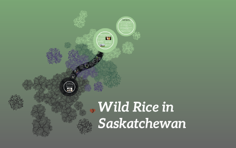 Wild Rice in Saskatchewan by MR D