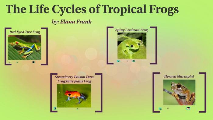 Tropical Frogs Life Cycles by Elana Frank on Prezi