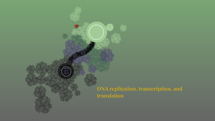 DNA replication, transcription, and translation by Jacob McNall on Prezi