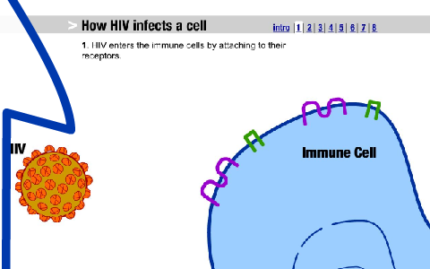 HIV infection process by Cheng Xing on Prezi