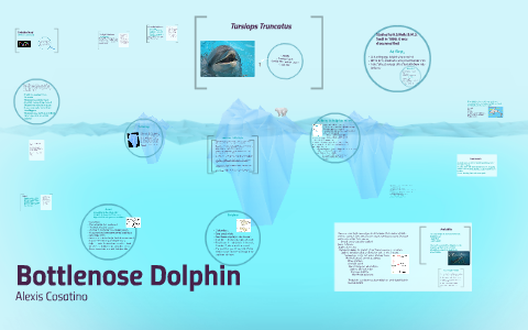 Bottlenose Dolphins by Alexis Cosatino on Prezi