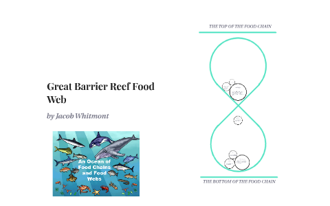 Great Barrier Reef Food Web by Jacob Wilmot